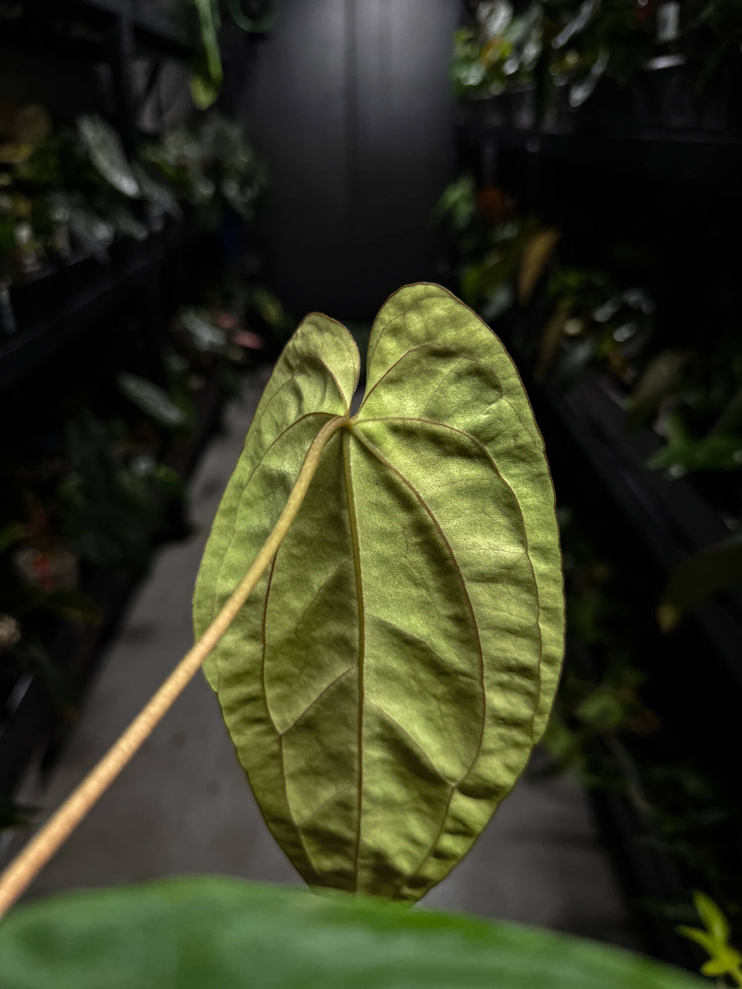 Anthurium papillilaminum x (antolakii / 'BVEP' x 'Dark Phoenix')