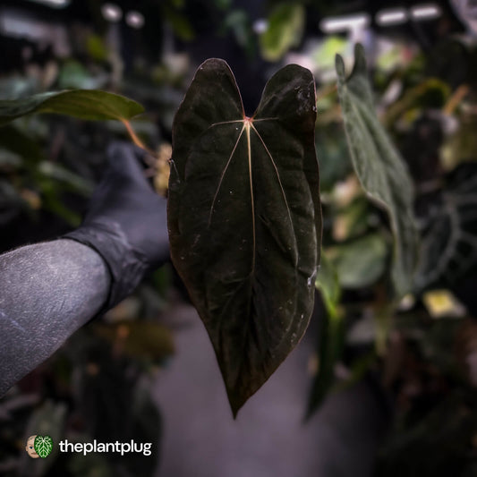 Anthurium [(carla x dress) x pap 'RL'] x [pap 'FS' x antolakii] • select