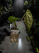 Anthurium papillilaminum x (antolakii / 'BVEP' x 'Dark Phoenix')