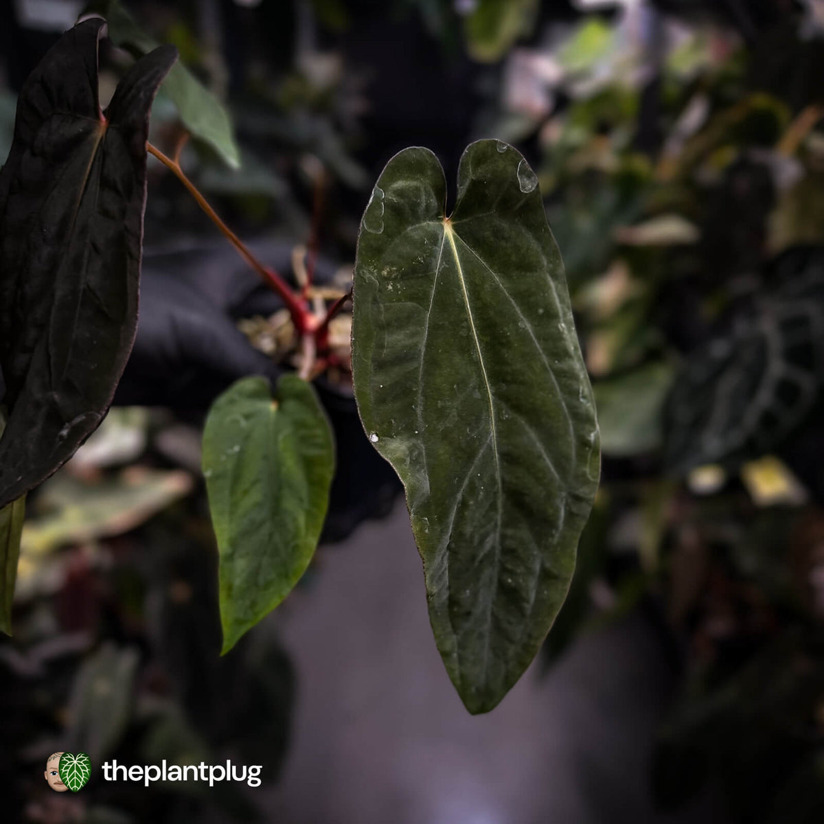 Anthurium [(carla x dress) x pap 'RL'] x [pap 'FS' x antolakii] • select