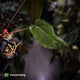 Anthurium [(carla x dress) x pap 'RL'] x [pap 'FS' x antolakii] • select