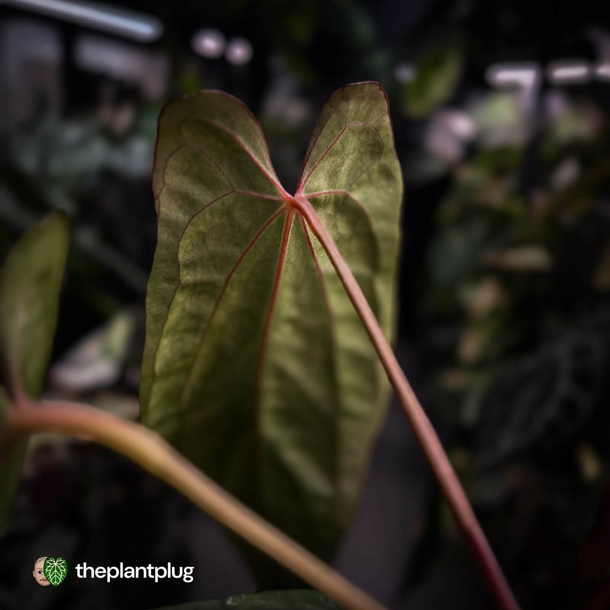 Anthurium [(carla x dress) x pap 'RL'] x [pap 'FS' x antolakii] • select