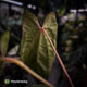Anthurium [(carla x dress) x pap 'RL'] x [pap 'FS' x antolakii] • select