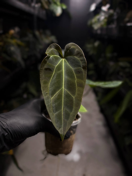 Anthurium forgetii hybrid variegated x besseae aff 'Elektra'