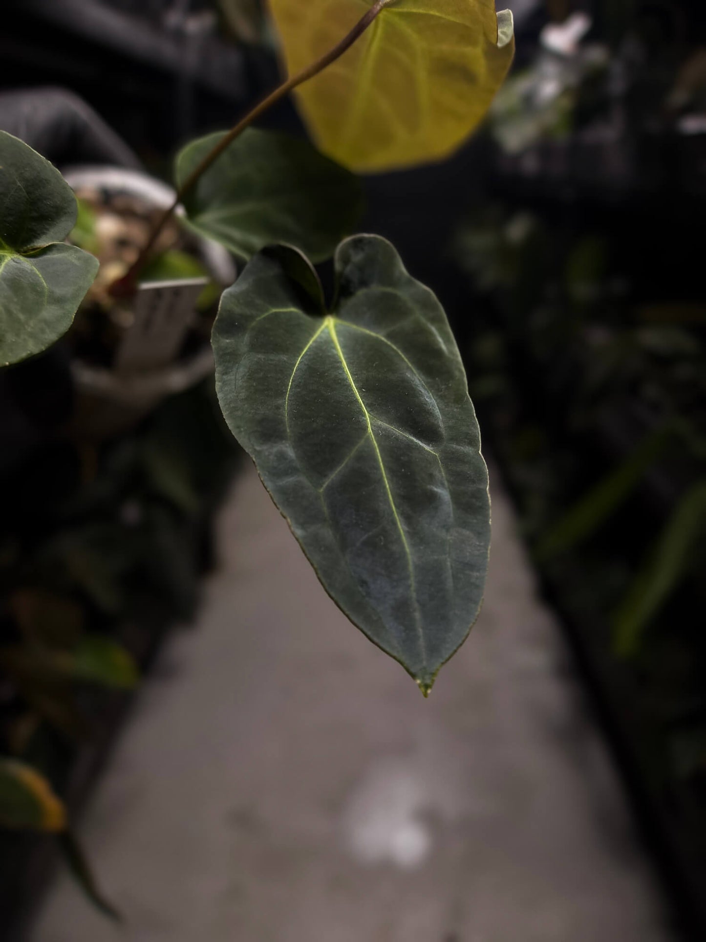 Anthurium forgetii hybrid variegated x besseae aff 'Elektra'