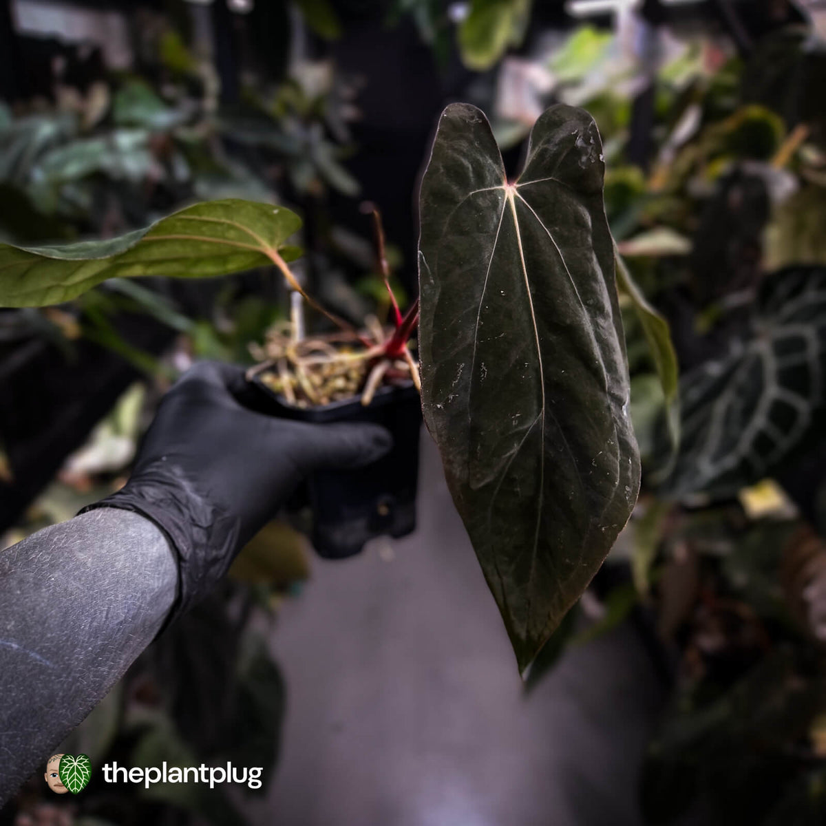 Anthurium [(carla x dress) x pap 'RL'] x [pap 'FS' x antolakii] • select
