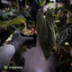 Anthurium [(carla x dress) x pap 'RL'] x [pap 'FS' x antolakii] • select
