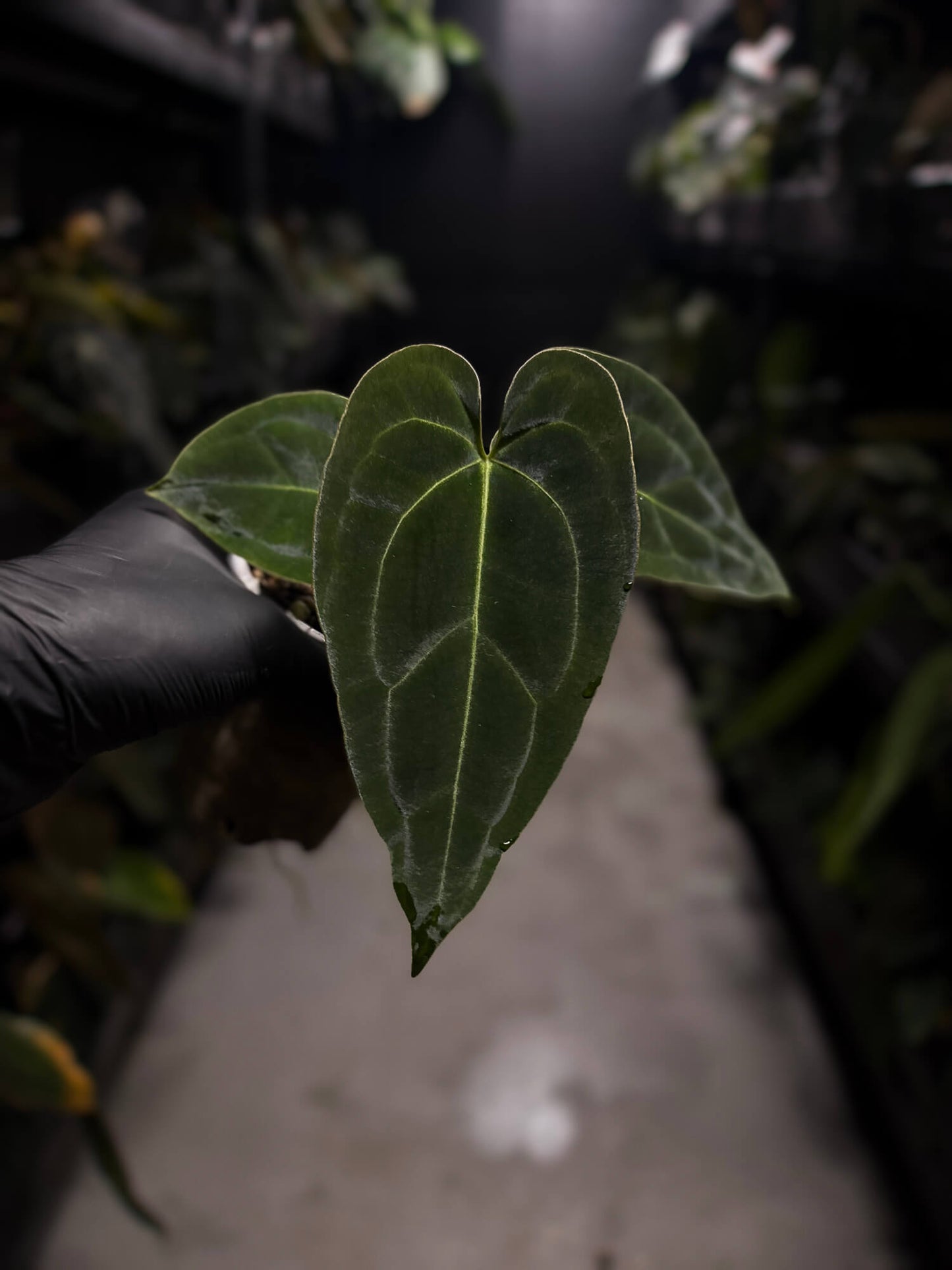Anthurium forgetii hybrid variegated x besseae aff 'Elektra'