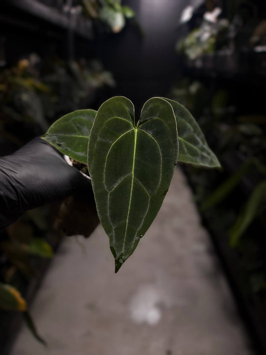 Anthurium forgetii hybrid variegated x besseae aff 'Elektra'