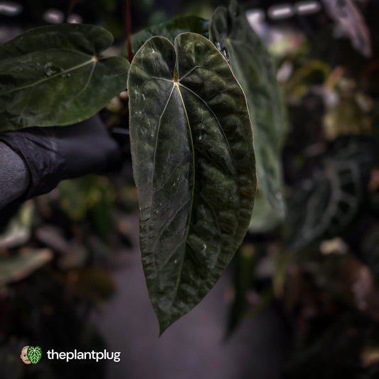 Anthurium [(carla x dress) x pap 'RL'] x [pap 'FS' x antolakii]