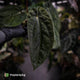 Anthurium [(carla x dress) x pap 'RL'] x [pap 'FS' x antolakii]
