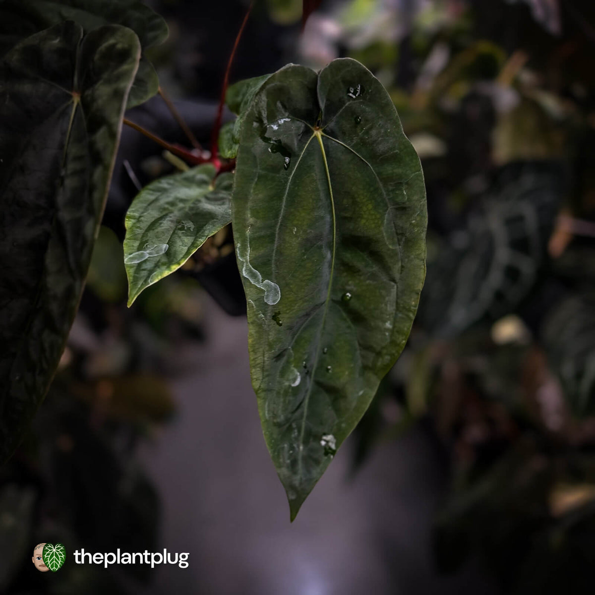 Anthurium [(carla x dress) x pap 'RL'] x [pap 'FS' x antolakii]