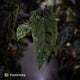 Anthurium [(carla x dress) x pap 'RL'] x [pap 'FS' x antolakii]