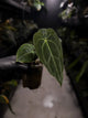 Anthurium forgetii hybrid variegated x besseae aff 'Elektra'