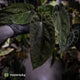 Anthurium [(carla x dress) x pap 'RL'] x [pap 'FS' x antolakii]