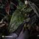 Anthurium [(carla x dress) x pap 'RL'] x [pap 'FS' x antolakii]