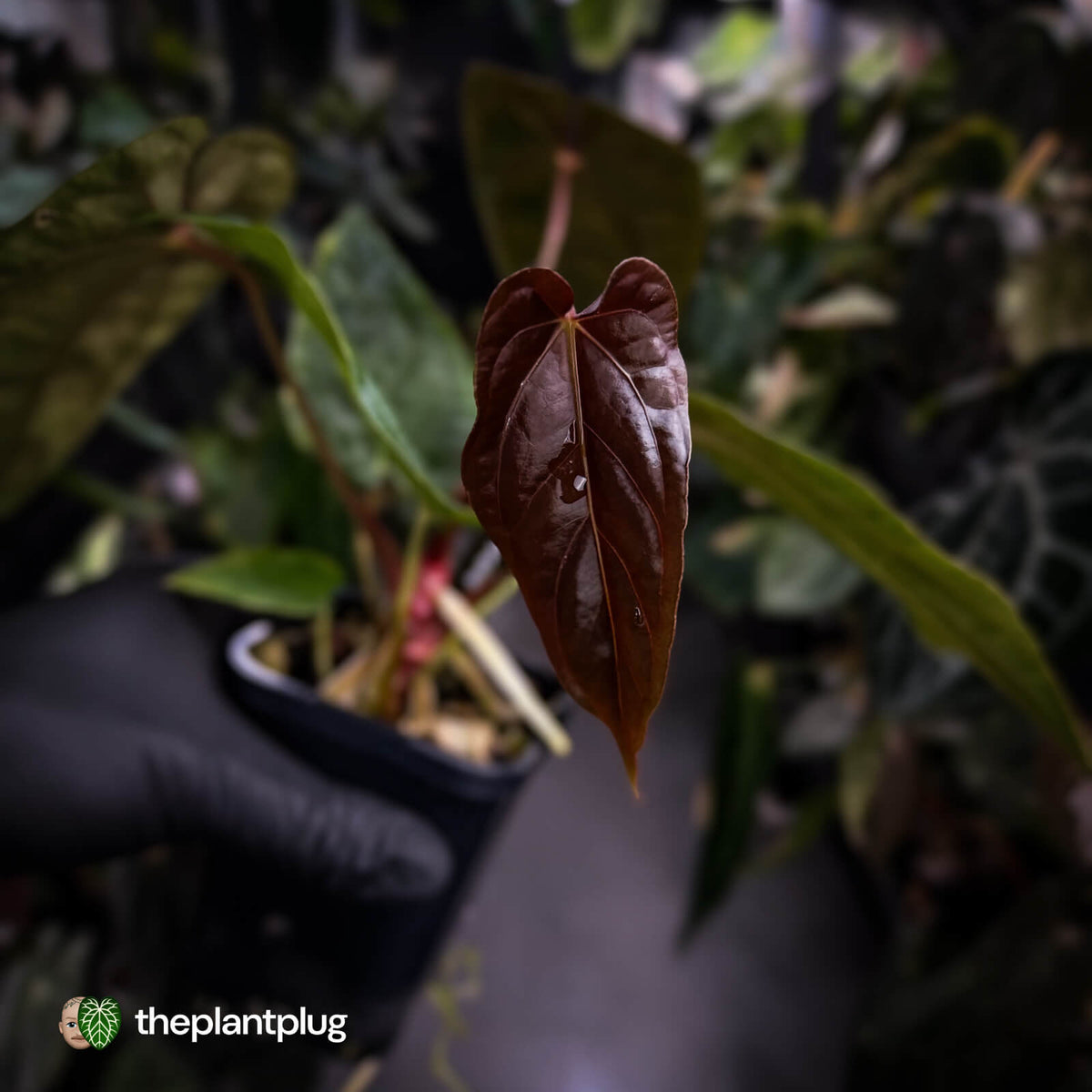 Anthurium [(carla x dress) x pap 'RL'] x [pap 'FS' x antolakii]