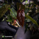 Anthurium [(carla x dress) x pap 'RL'] x [pap 'FS' x antolakii]