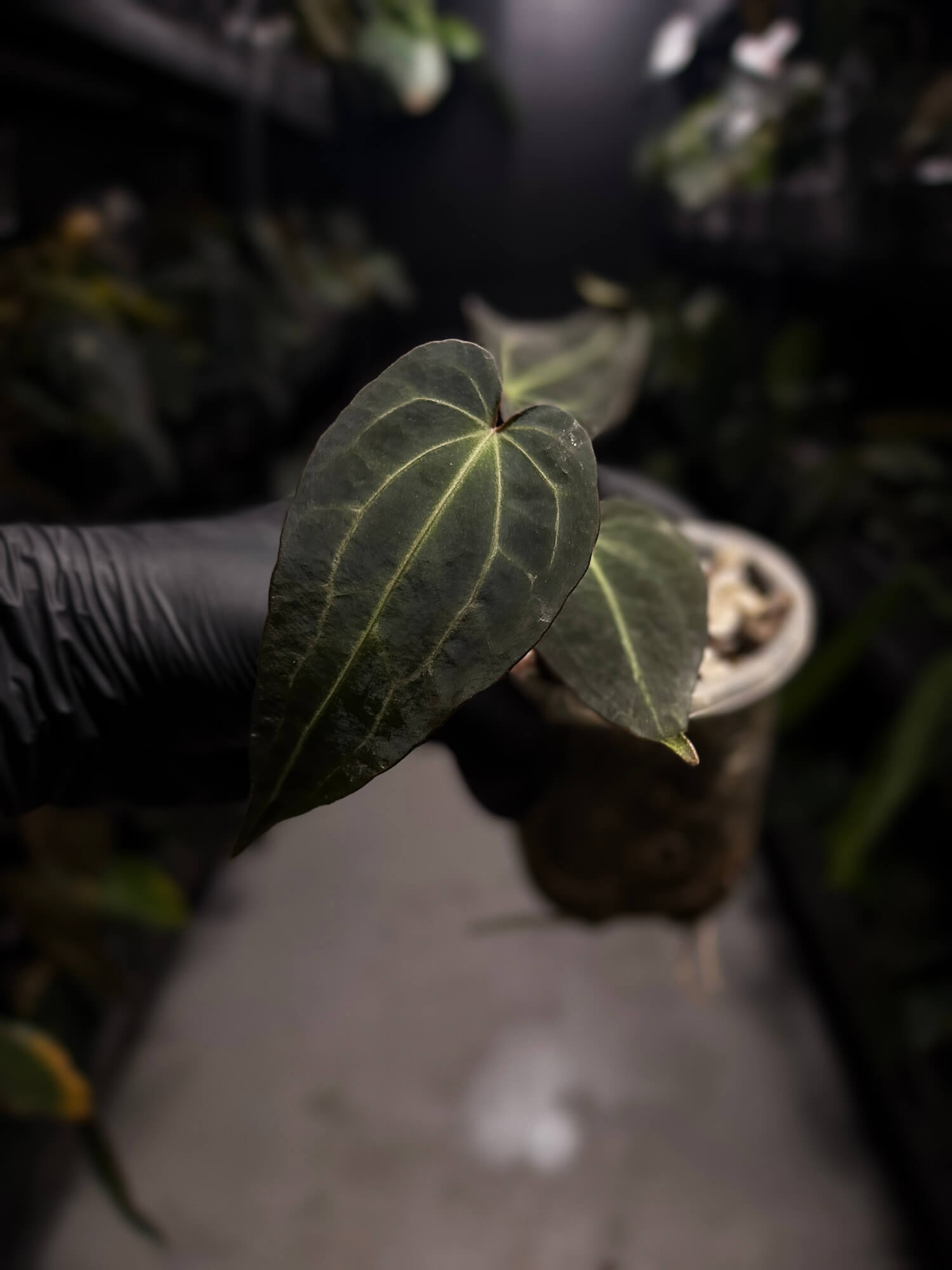 Anthurium Frilly Purple Mag x • select