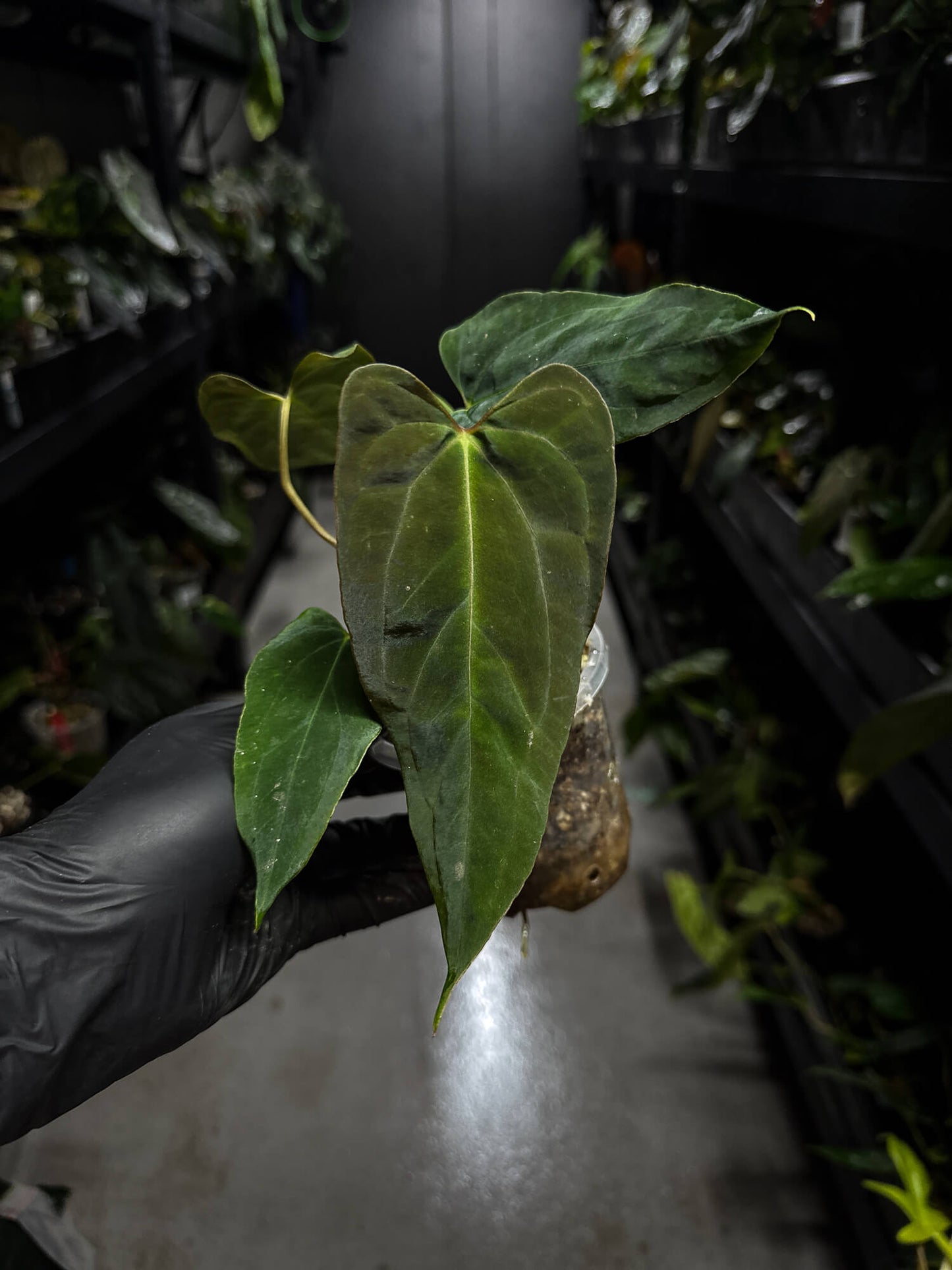 Anthurium papillilaminum (('FS' x 'RL') x ('FS' x self)) x self