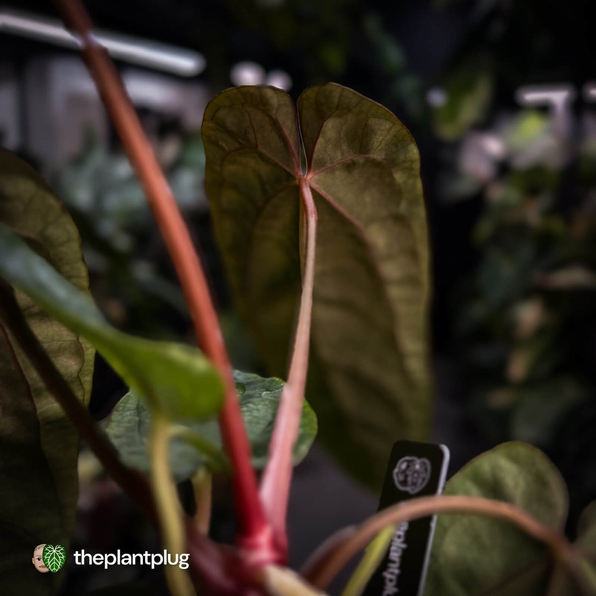Anthurium [(carla x dress) x pap 'RL'] x [pap 'FS' x antolakii]