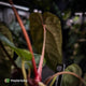 Anthurium [(carla x dress) x pap 'RL'] x [pap 'FS' x antolakii]