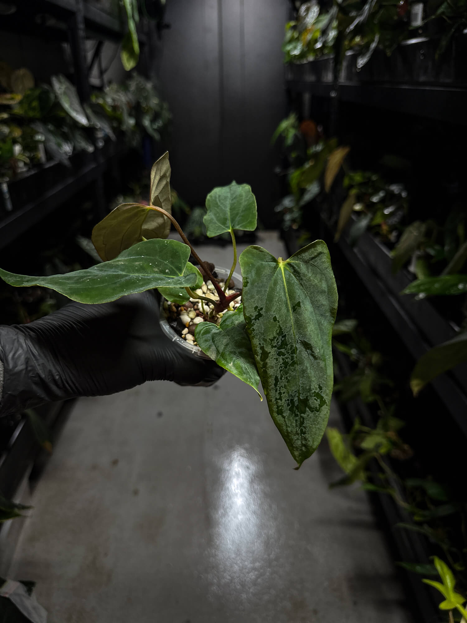 Anthurium papillilaminum (('FS' x 'RL') x ('FS' x self)) x self