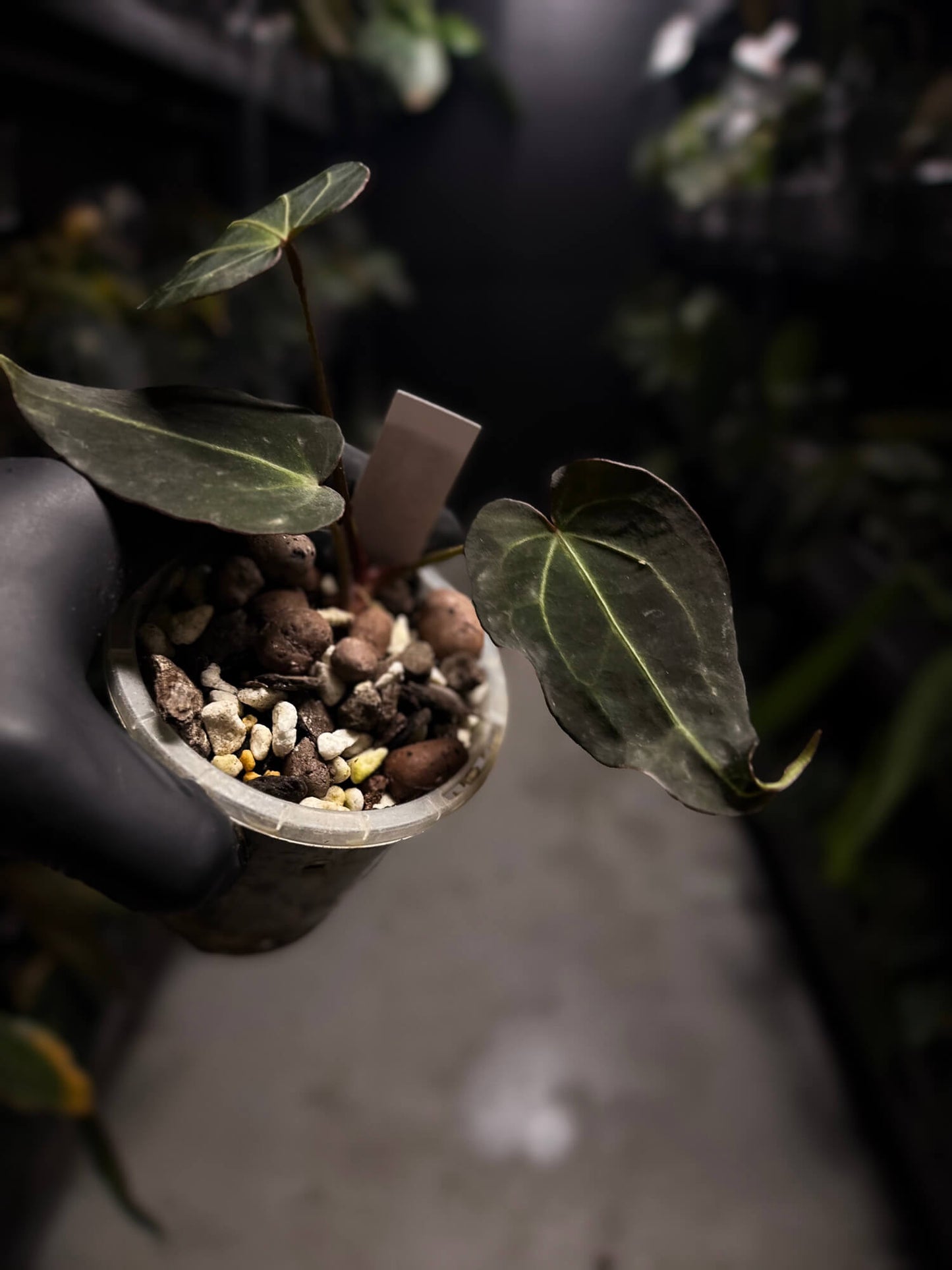 Anthurium Frilly Purple Mag x • select