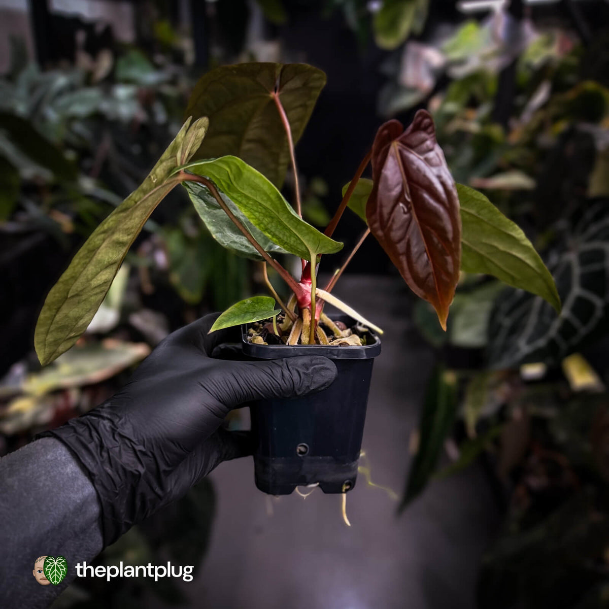 Anthurium [(carla x dress) x pap 'RL'] x [pap 'FS' x antolakii]
