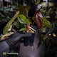 Anthurium [(carla x dress) x pap 'RL'] x [pap 'FS' x antolakii]