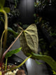 Anthurium papillilaminum (('FS' x 'RL') x ('FS' x self)) x self