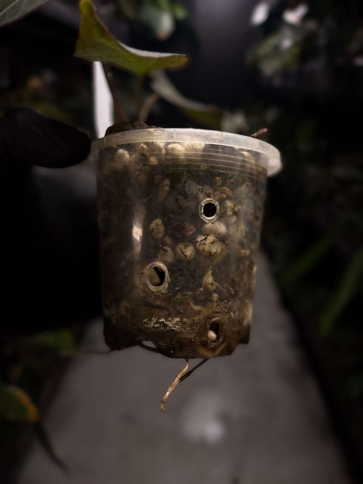 Anthurium Frilly Purple Mag x • select