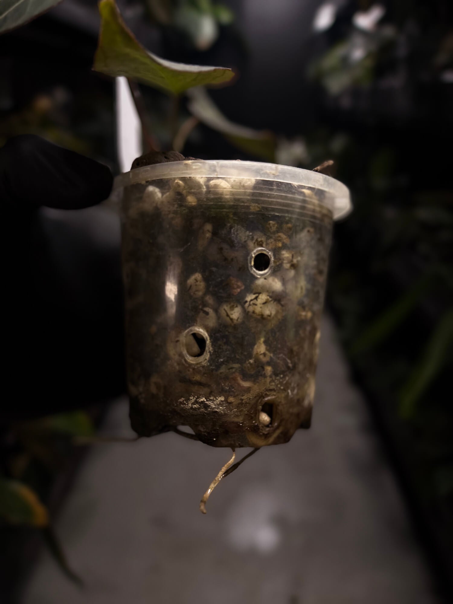 Anthurium Frilly Purple Mag x • select