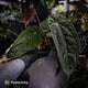Anthurium [(carla x dress) x pap 'RL'] x [pap 'FS' x antolakii]