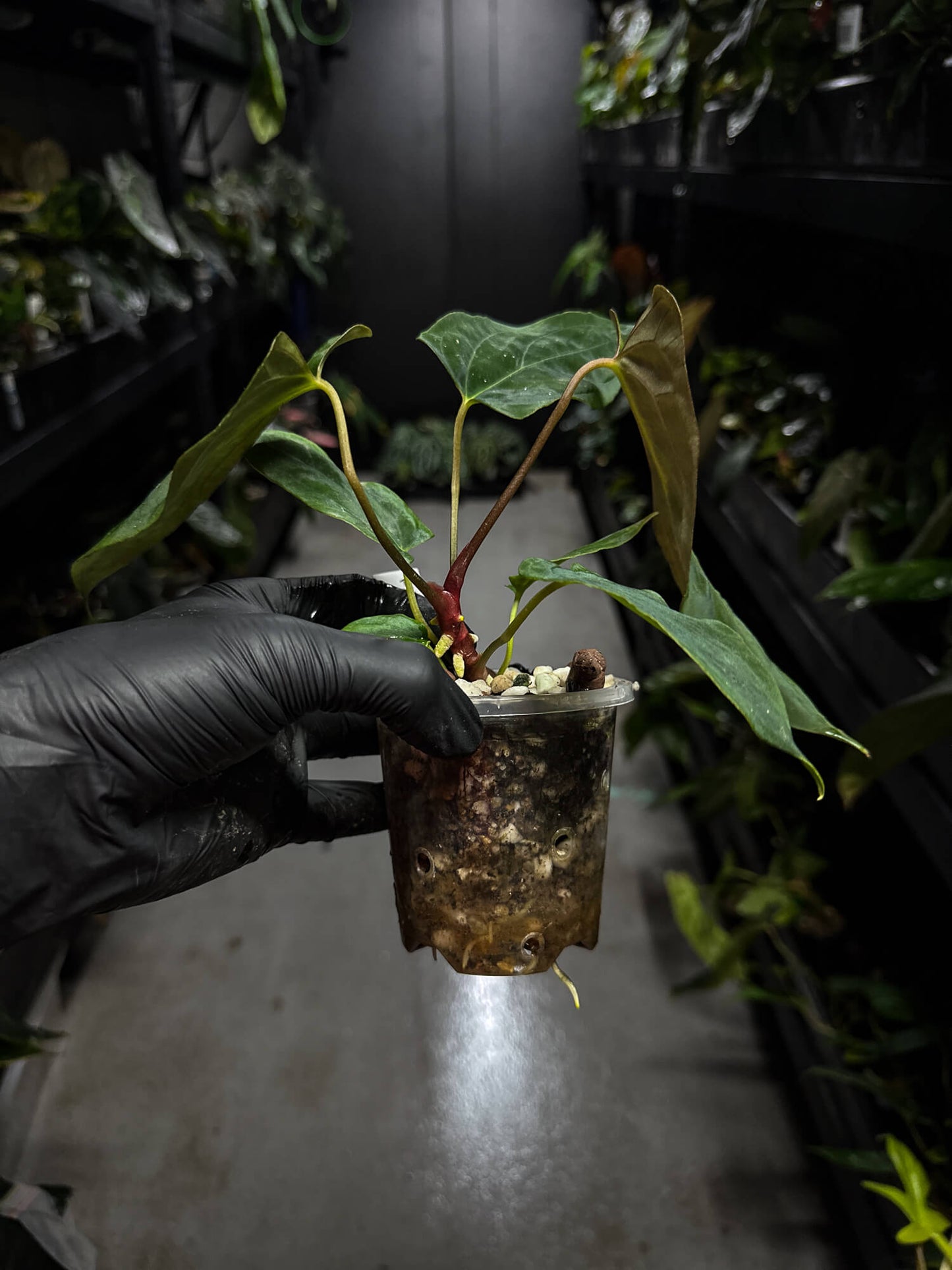 Anthurium papillilaminum (('FS' x 'RL') x ('FS' x self)) x self