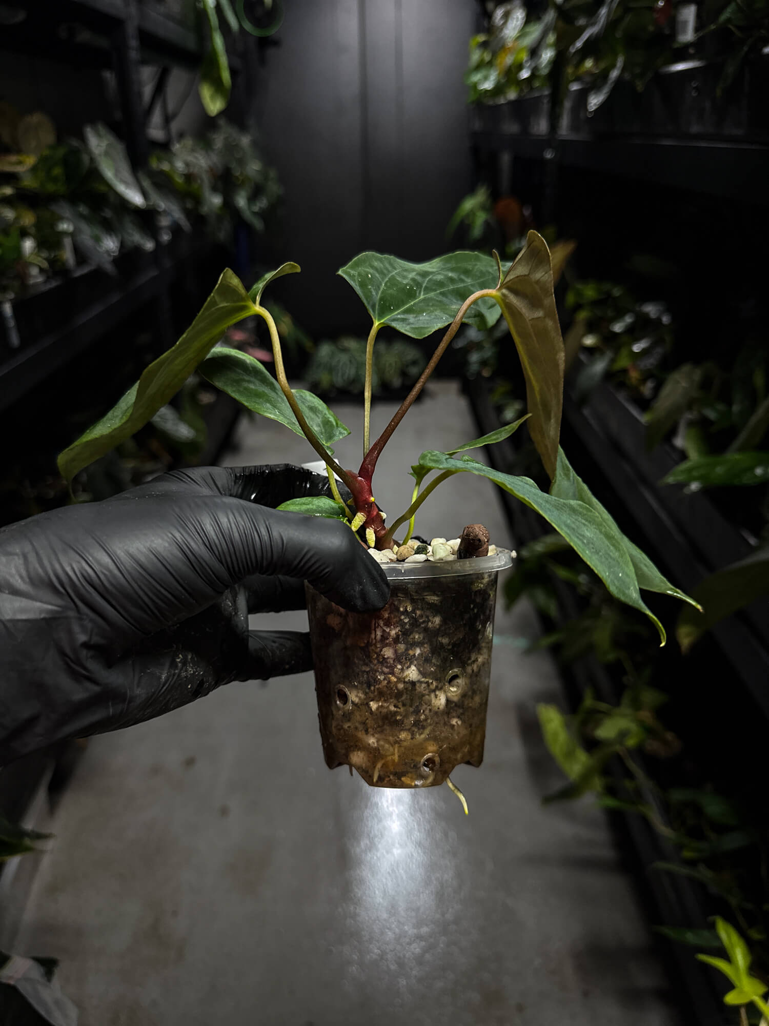 Anthurium papillilaminum (('FS' x 'RL') x ('FS' x self)) x self