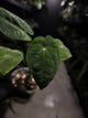 Anthurium papillilaminum 'RA6' x 'RVDP'