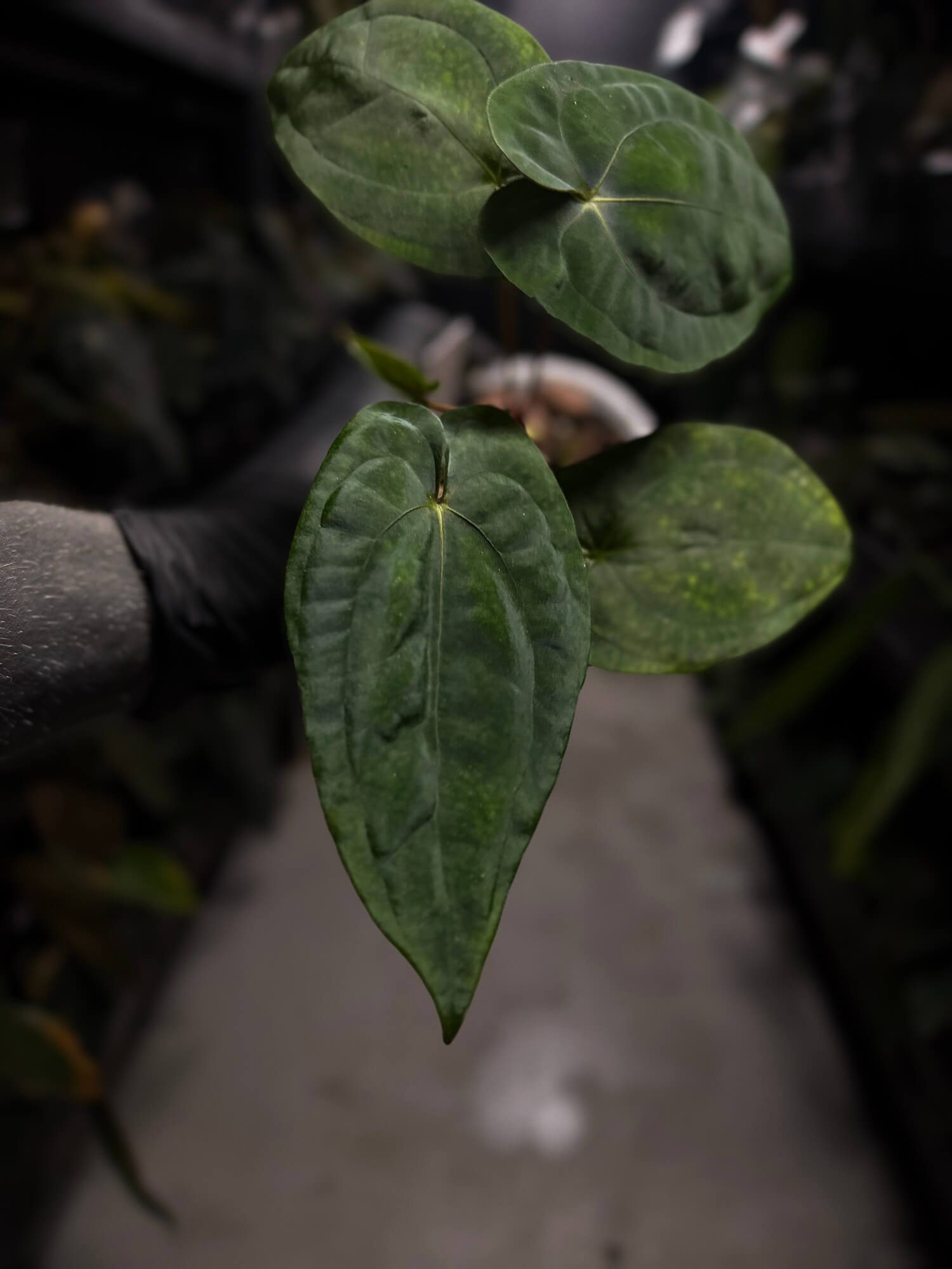 Anthurium papillilaminum 'RA6' x 'RVDP'