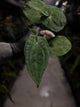 Anthurium papillilaminum 'RA6' x 'RVDP'