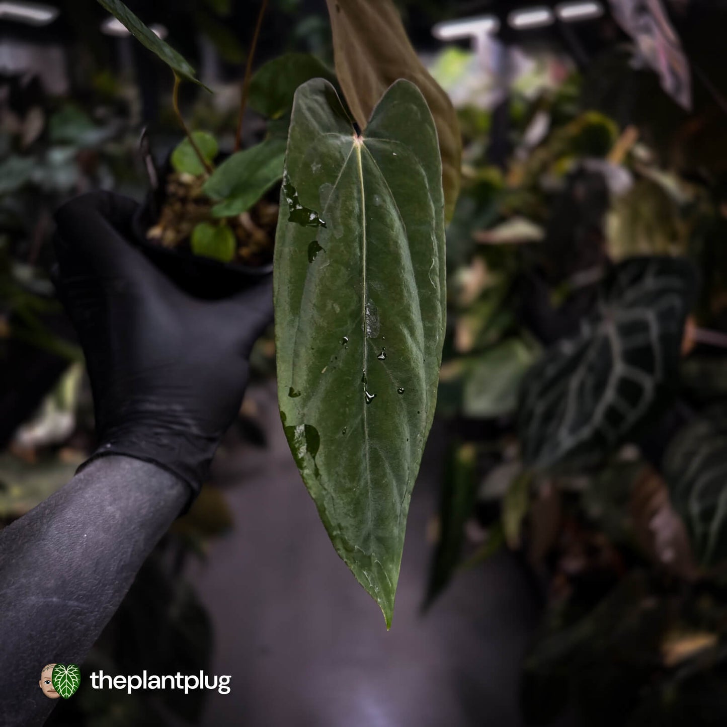 Anthurium [(carla x dress) x pap 'RL'] x [pap 'FS' x antolakii]
