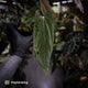 Anthurium [(carla x dress) x pap 'RL'] x [pap 'FS' x antolakii]