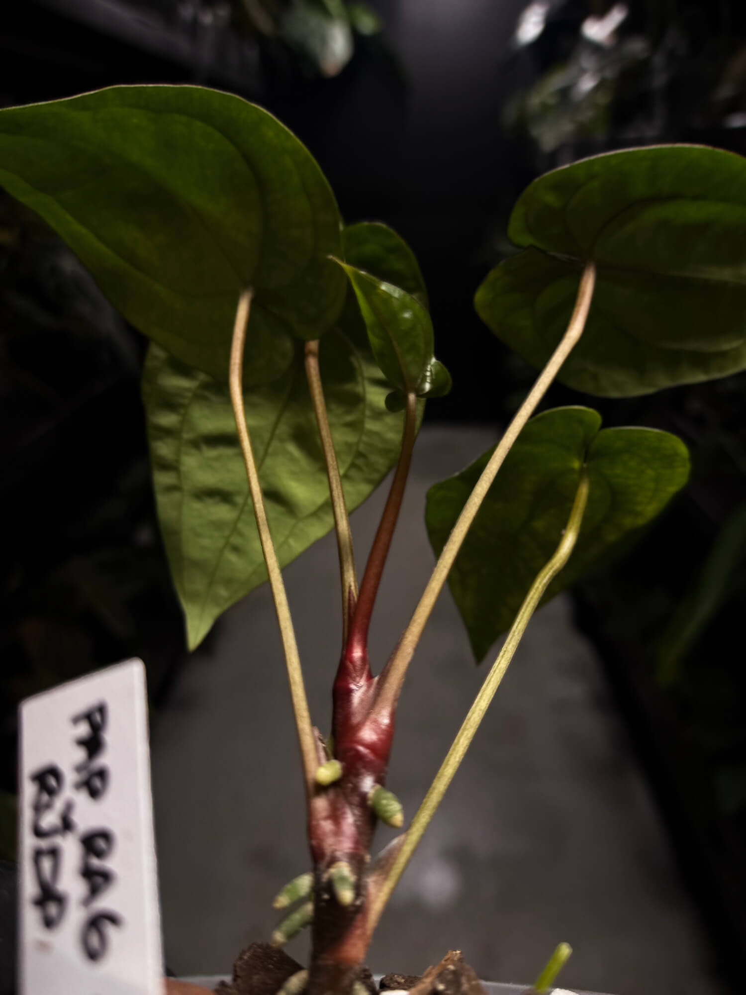 Anthurium papillilaminum 'RA6' x 'RVDP'