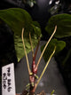 Anthurium papillilaminum 'RA6' x 'RVDP'