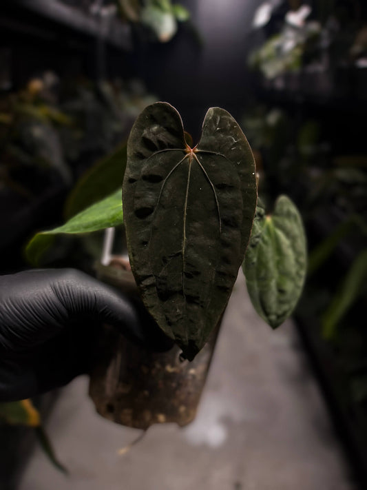 Anthurium antolakii / 'BVEP' x 'RVDP'