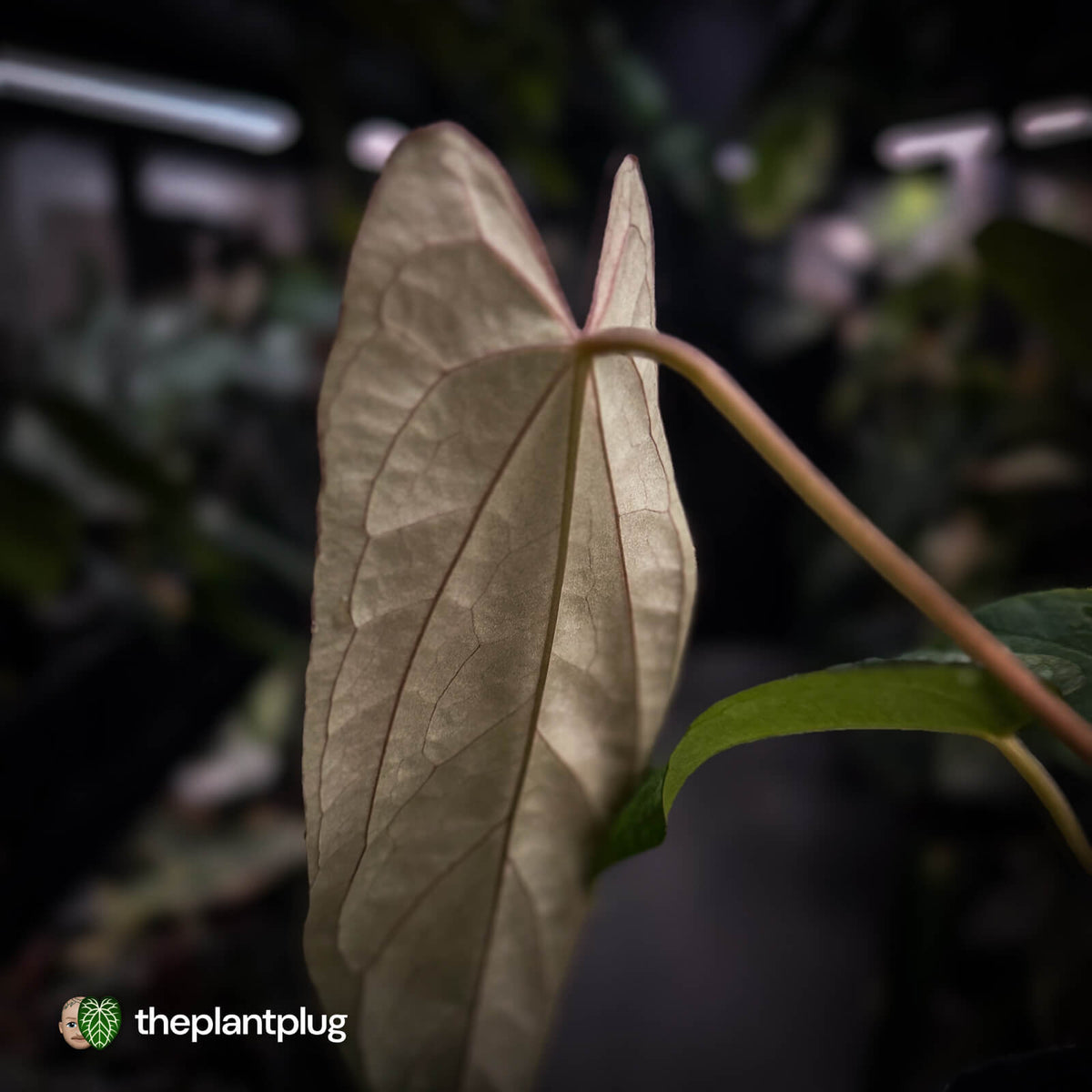 Anthurium [(carla x dress) x pap 'RL'] x [pap 'FS' x antolakii]
