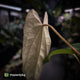 Anthurium [(carla x dress) x pap 'RL'] x [pap 'FS' x antolakii]