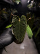 Anthurium antolakii / 'BVEP' x 'RVDP'