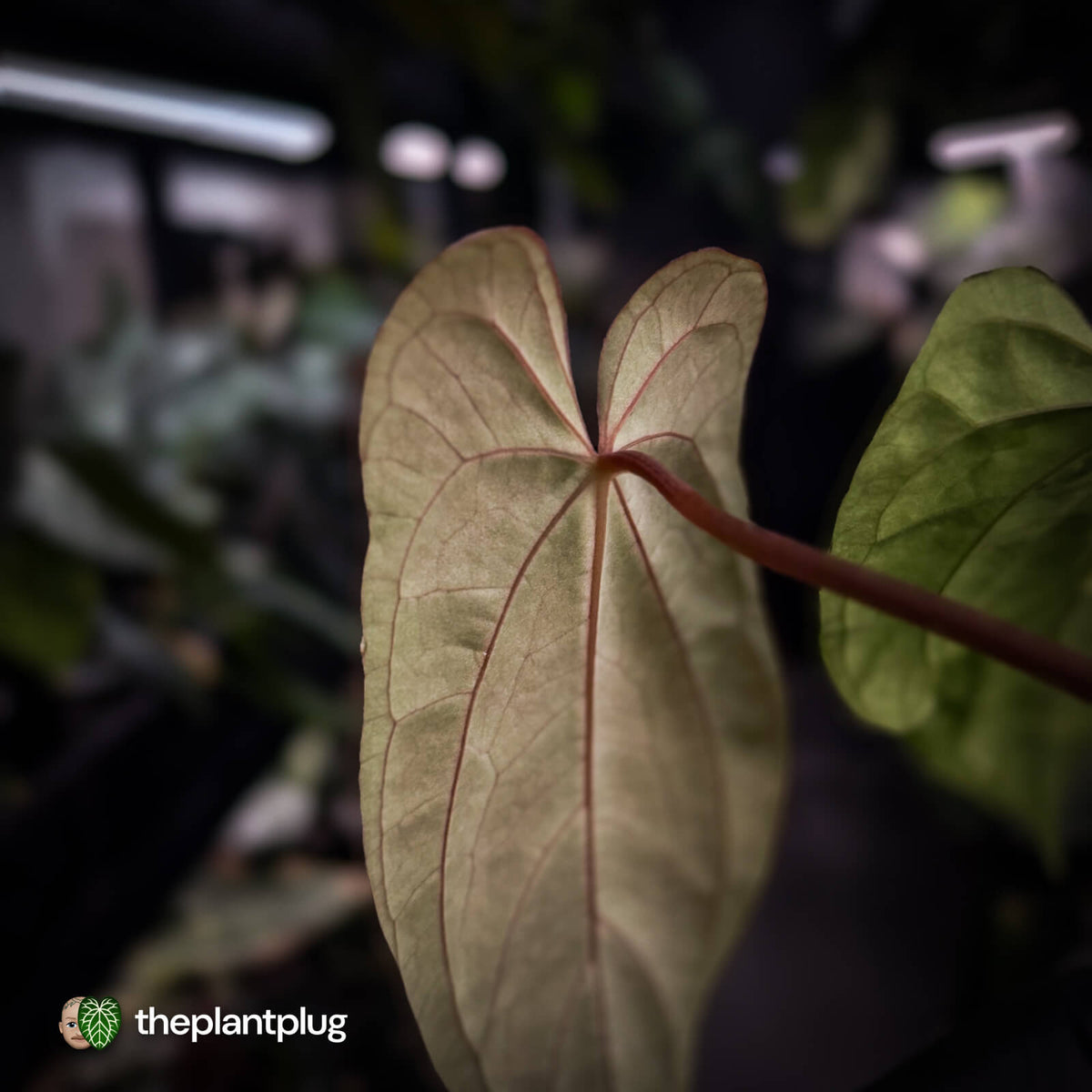 Anthurium (pap 'RLFS') x (dressleri 'Oliver' x antolakii 'Felix')