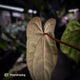 Anthurium (pap 'RLFS') x (dressleri 'Oliver' x antolakii 'Felix')
