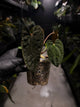 Anthurium antolakii / 'BVEP' x 'RVDP'